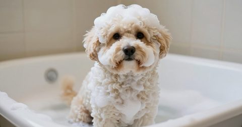 Chú chó đang được tắm