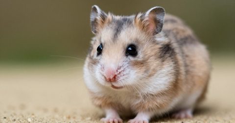 Chú hamster nhỏ