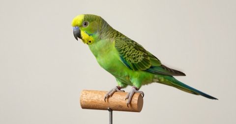 Green parrot stepping onto a wooden perch stick