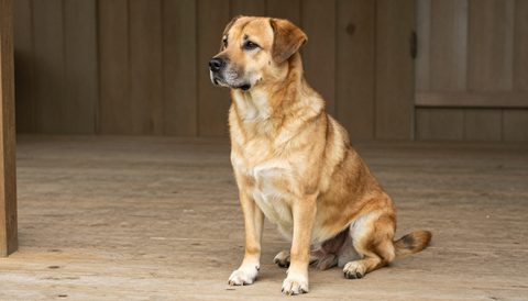 Dog sitting calmly on a wooden porch