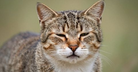Cat with half-closed eyes, relaxed
