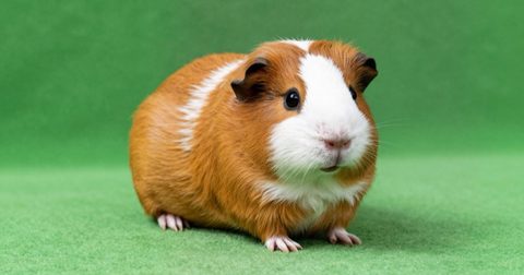 Bọ ú ngồi trên chăn xanh dưới sàn