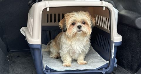 Small dog sitting in a carrier on a car seat
