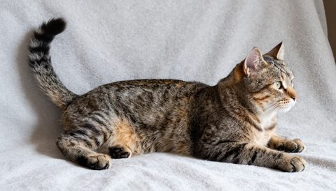 Tabby cat with a twitching tail and sideways ears