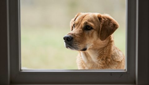 Chú chó nhìn ra cửa sổ