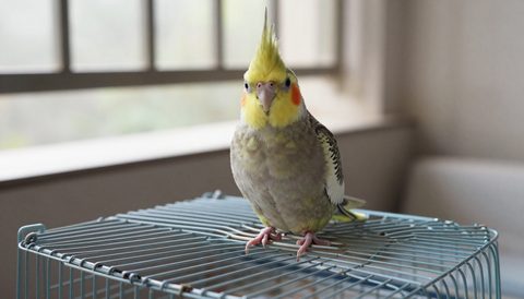 Cockatiel sitting on top of an open cage on a balcony