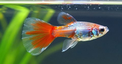 Cá bảy màu đực đuôi xoè sặc sỡ