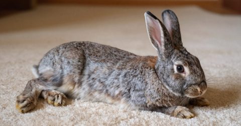 Gray rabbit stretched out relaxing on a rug