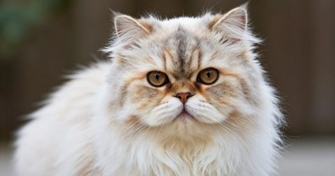Mèo lông dài bộ lông bồng bềnh