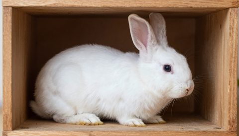 Young rabbit peeking out of a wooden hideaway