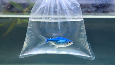 Túi cá thả nổi trên mặt bể để cân bằng nhiệt độ
