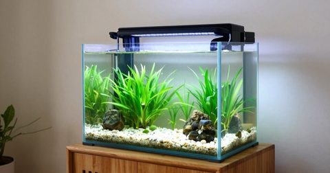 Bể cá có nắp đặt trên tủ chắc chắn trong phòng khách