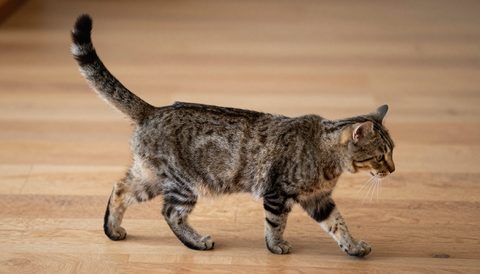 Cat walking toward the camera with tail up