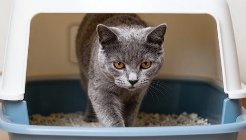 Mèo xám bước ra khỏi khay cát có mái che