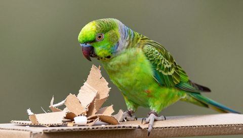 Green parrot shredding a paper foraging toy