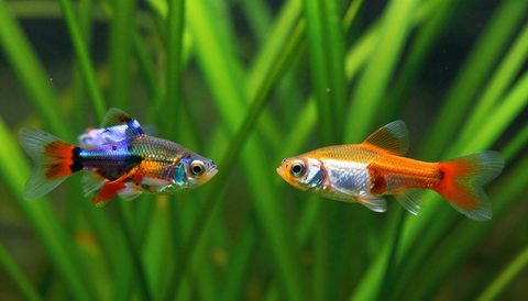 Cá bảy màu đực và cái bơi gần cây thuỷ sinh