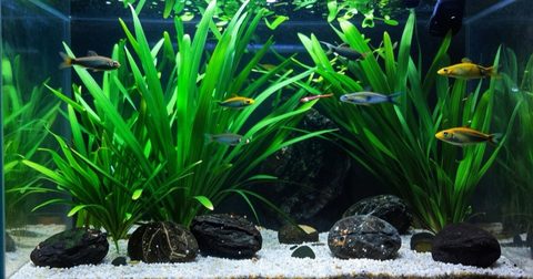 Crystal-clear planted aquarium