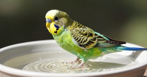 Yến phụng tắm trong bát nước nông