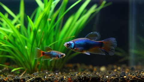 Betta fish swimming among aquatic plants