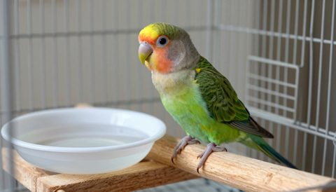 Chim uyên ương đậu trên cầu đậu vừa vệ sinh