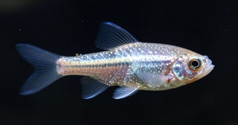 Cá cảnh có chấm trắng nhỏ trên thân