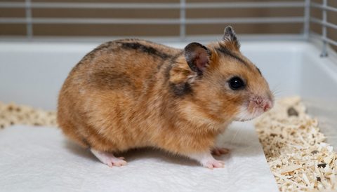 Hamster đứng trong chuồng sạch