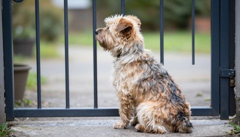 Small dog sitting at a garden gate