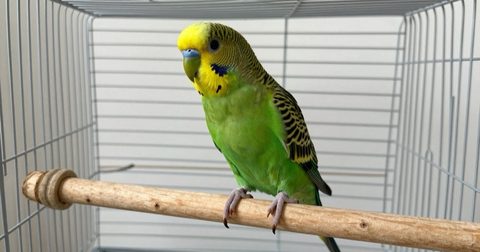 Vẹt yến phụng đậu trong lồng