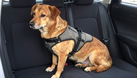 Dog in a harness sitting on a car's back seat
