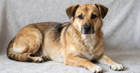 Female dog resting on a soft blanket
