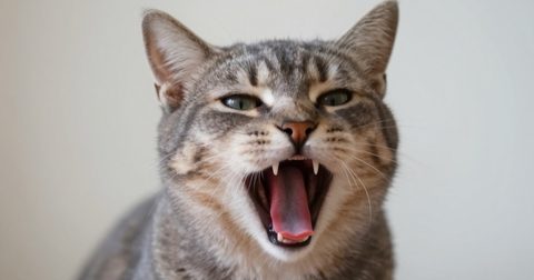 Mèo xám ngáp để lộ hàm răng