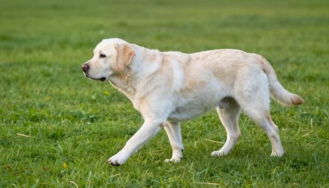 Older dog walking slowly on the grass