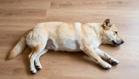 Chó lông ngắn nằm trên sàn gỗ