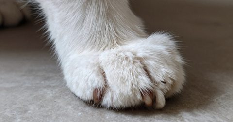 Bàn chân mèo với móng