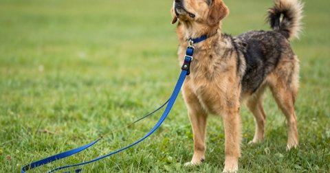 Dog on a leash in a park