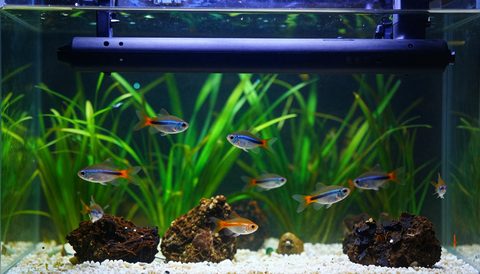 Aquarium with the filter running
