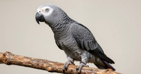 African grey parrot perched on a wooden branch