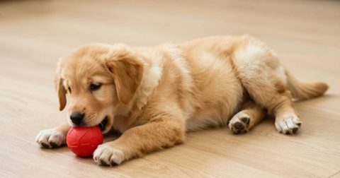 Puppy lying down chewing a rubber toy