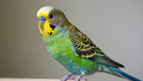 Budgerigar sitting on a perch