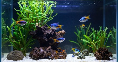 Home aquarium with clear water
