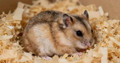 Hamster cuộn tròn ngủ trong tổ ấm