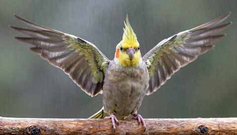 Vẹt mào xoè cánh dưới làn sương nước