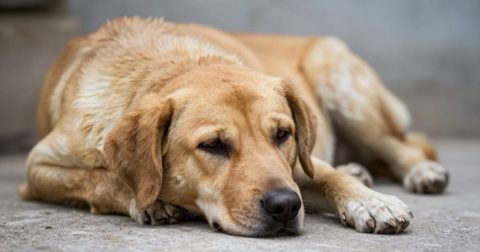 Chú chó nằm buồn bã trên sàn