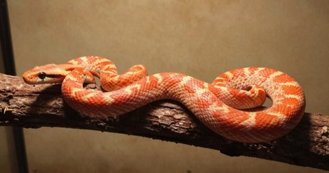Rắn ngô màu cam đỏ nằm cuộn trên cành cây