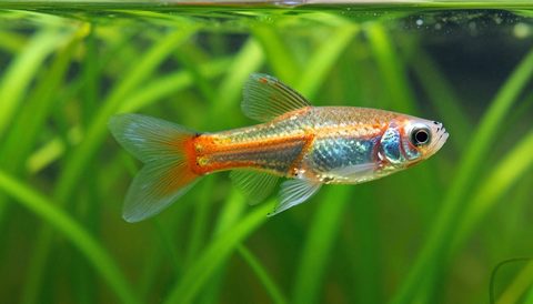 Cá bảy màu cái bơi giữa cây thuỷ sinh