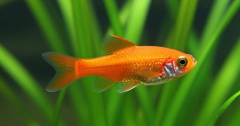 Cá cảnh nhỏ màu cam bơi trong bể thuỷ sinh