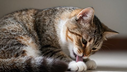 Mèo tự chải chuốt bộ lông