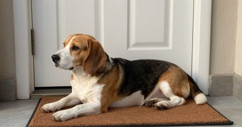 Dog lying by the front door, waiting
