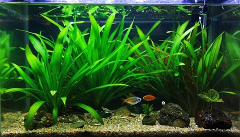 School of tropical fish swimming among aquatic plants