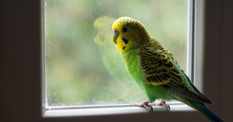 Budgerigar perched by a window